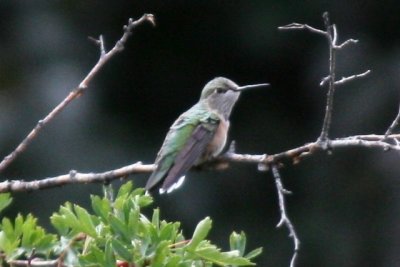 Calliope Hummingbird (HY male)