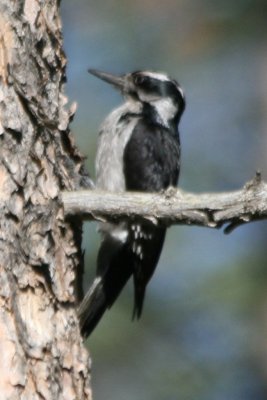 A melanistic Hairy Woodpecker, 24 June 2014, Rist Canyon CO