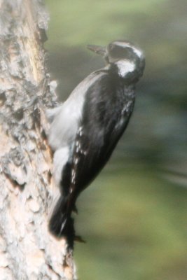 Hairy Woodpecker (melanistic?)