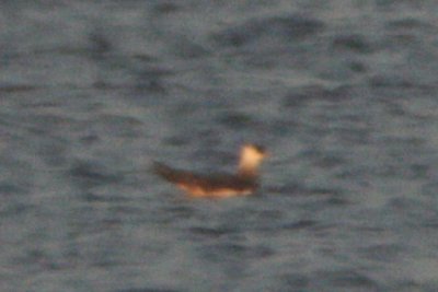 Parasitic Jaeger at Timnath Reservoir, Larimer County, CO, 13 September 2014