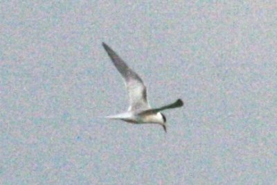 Common Tern HY 14 Sep 2014 Boyd Lake