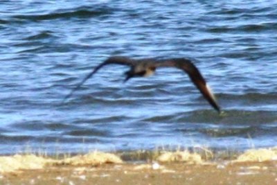 Long-tailed Jaeger at Boyd Lake SP
