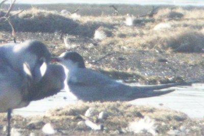 Common Tern (pale juv) at Boyd Lake SP