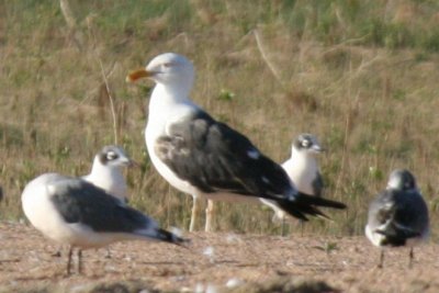 Lesser Black-backed Gull (4th cycle) at Boyd Lake SP