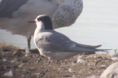 Arctic Tern at Boyd Lake SP