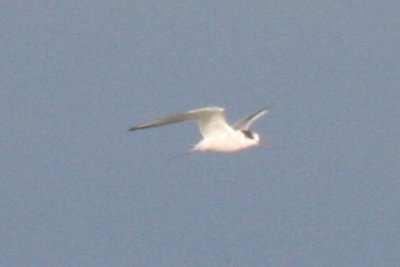 Arctic Tern imm. at Boyd Lake 14 Sep 2014