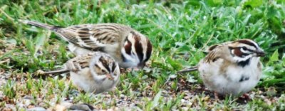 Clay-colored Sparrow with Lark Sparrows