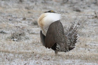 Greater Sage-Grouse male displaying