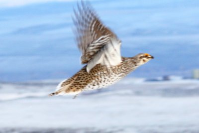 Sharp-tailed Grouse (flying)