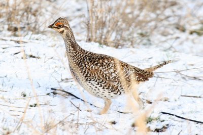 Sharp-tailed Grouse (male)