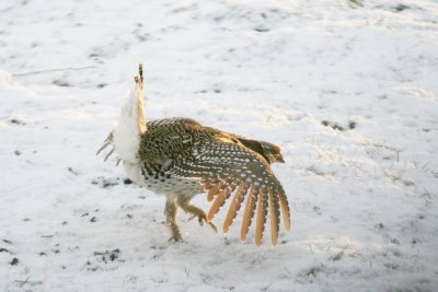 Sharp-tailed Grouse displaying