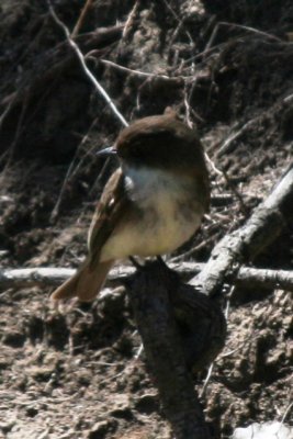 Eastern Phoebe