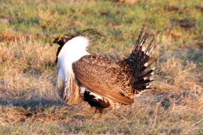 Greater Sage-Grouse displaying