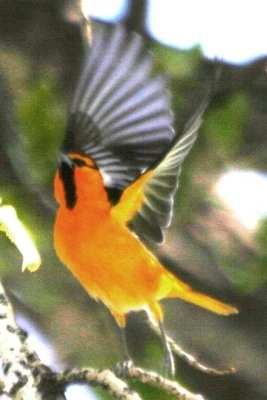 Bullock's Oriole (adult male flying)