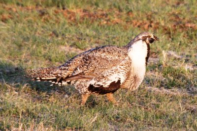Greater Sage-Grouse (adult male)