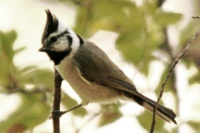 Bridled Titmouse