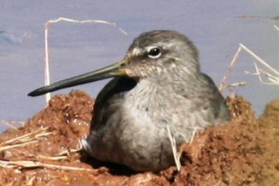 Long-billed Dowitcher (basic)