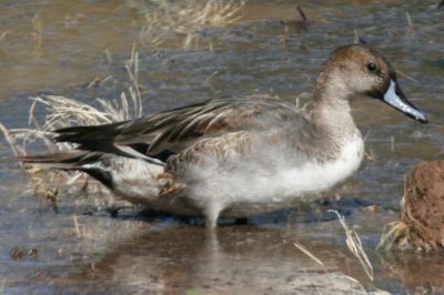 Northern Pintail (HY male molting)