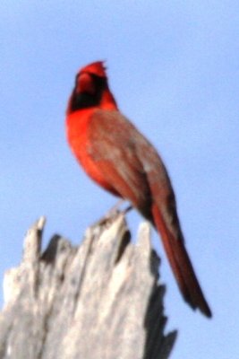 Northern Cardinal (adult male)