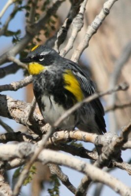 Yellow-rumped Warbler (adult male Audubon's x Myrtle intergrade)