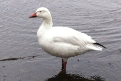 Snow Goose (adult)