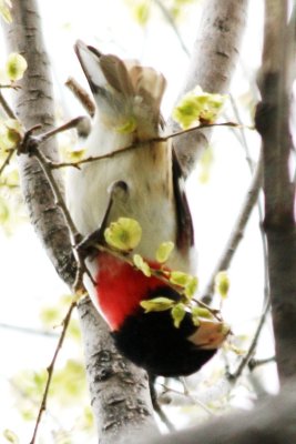 Rose-breasted Grosbeak