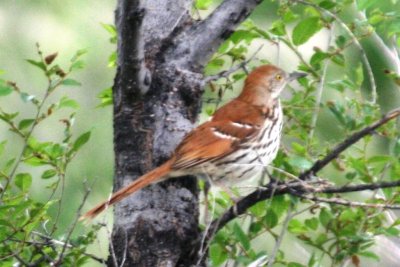 Brown Thrasher