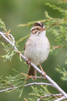 Clay-colored Sparrow