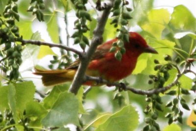 Summer Tanager in Weld County