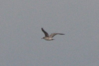 Possible Vega Gull (first cycle)