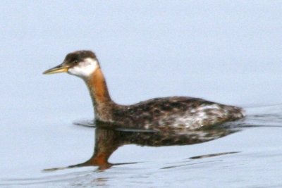 Red-necked Grebe (adult molting)