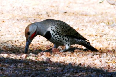 Gilded Flicker (male)