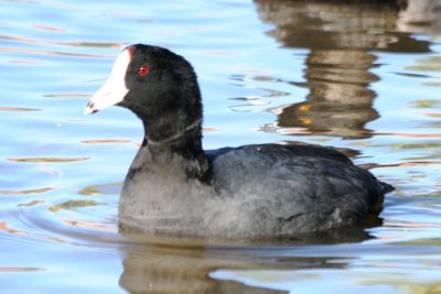 American Coot (with white frontal shield)