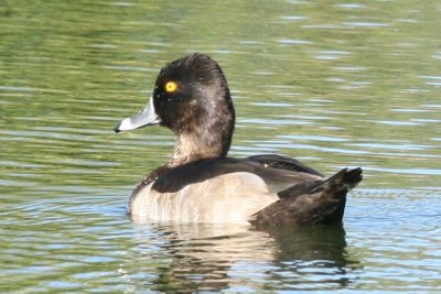 Ring-necked Duck (male)