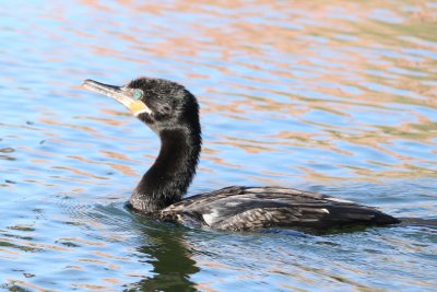 Frigatebirds, Boobies, Cormorants