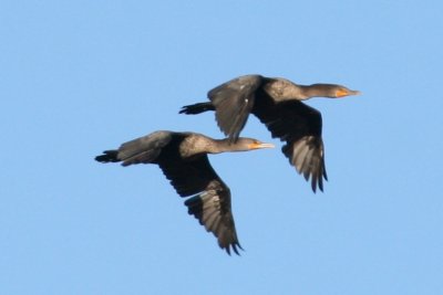 Double-crested Cormorant (immature)