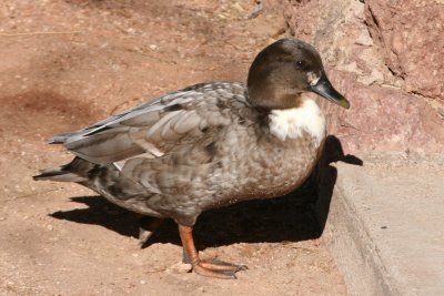 Domestic Mallard or hybrid?