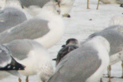 Late Franklin's Gull