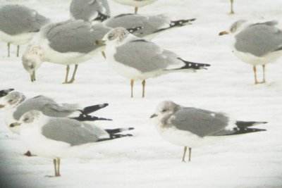 Mew Gull in Colorado