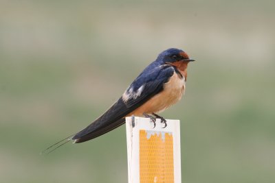 Barn Swallow (adult male)
