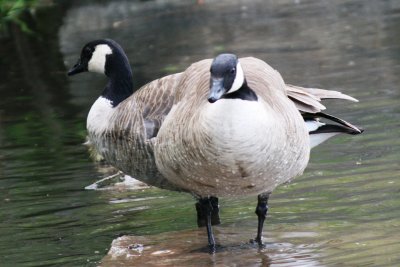 Richardson's Cackling Geese (late date)