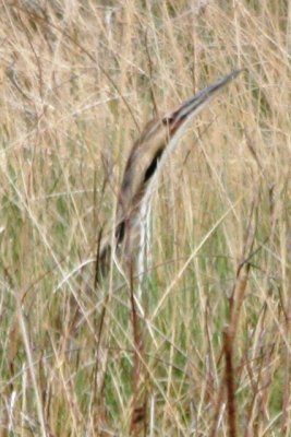 American Bittern