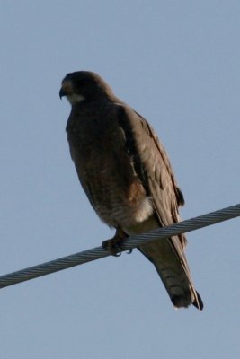 Swainson's Hawk (adult intermediate phase)