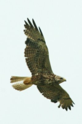 Swainson's Hawk (SY in prebasic molt)