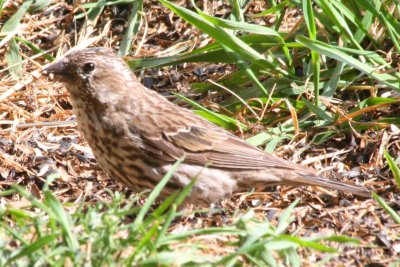 Cassin's Finch (female)