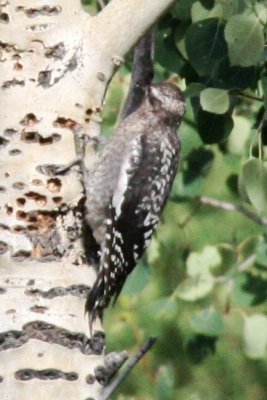 Red-naped Sapsucker (juvenile)