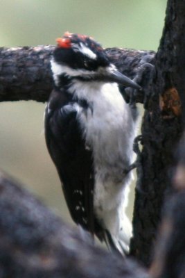Hairy Woodpecker (Montane, juvenile)