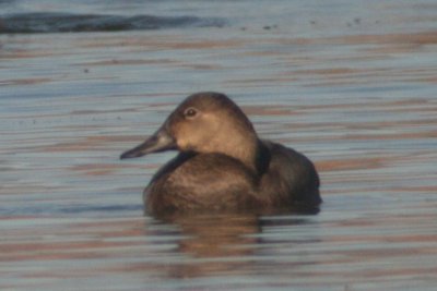 Canvasback (female)
