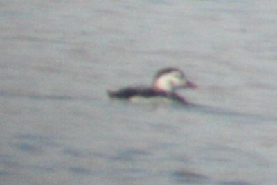 Long-tailed Duck (HY male)