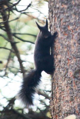 Aberts squirrel (Colorado)